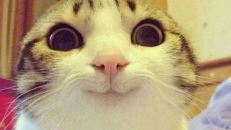 Mèo con dễ thương với bộ lông mềm mại