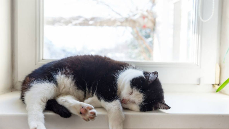 Mèo con ngầu nằm ngủ cạnh nhau, thể hiện sự gắn kết