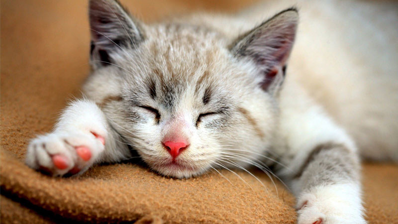 Mèo con ngầu nằm ngủ say sưa trong giỏ