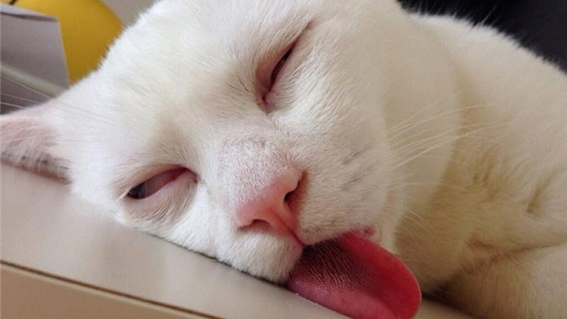 Mèo con với biểu cảm như đang cười tươi