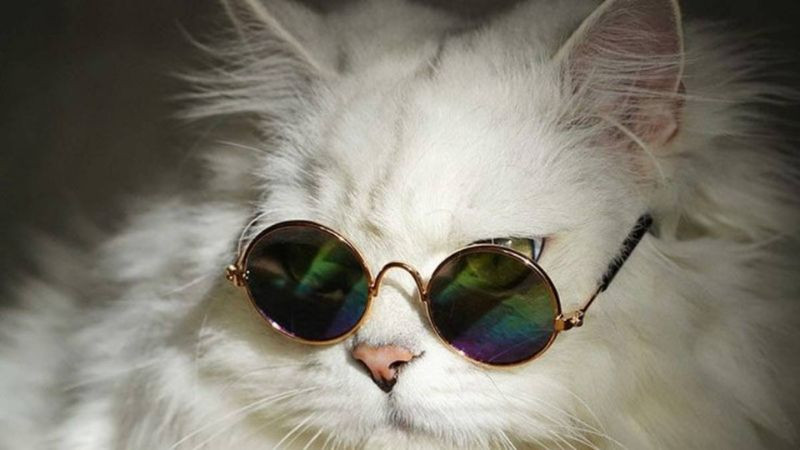 Mèo cool ngầu đứng trên cao