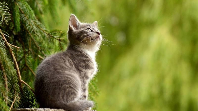 Mèo cool ngầu nhìn xa xăm