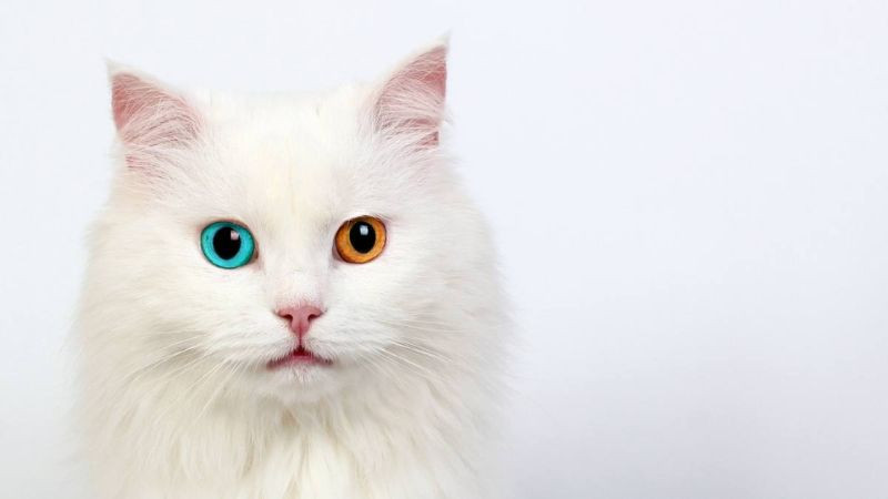 Mèo cool ngầu tạo dáng chuyên nghiệp