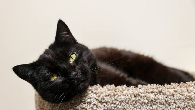 Mèo cool ngầu trong ánh sáng ngược