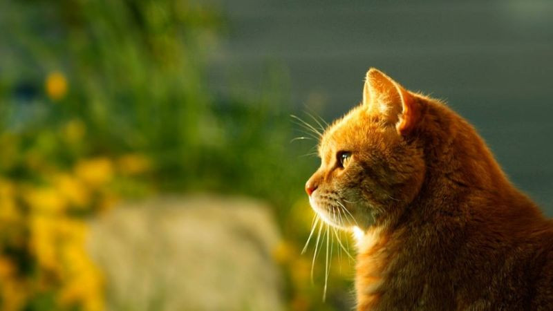 Mèo cool ngầu trong tư thế uyển chuyển