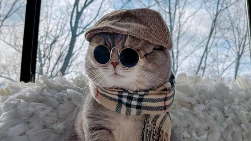 Mèo cool ngầu với ánh mắt sắc sảo