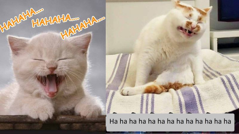 Mèo cười lăn lộn