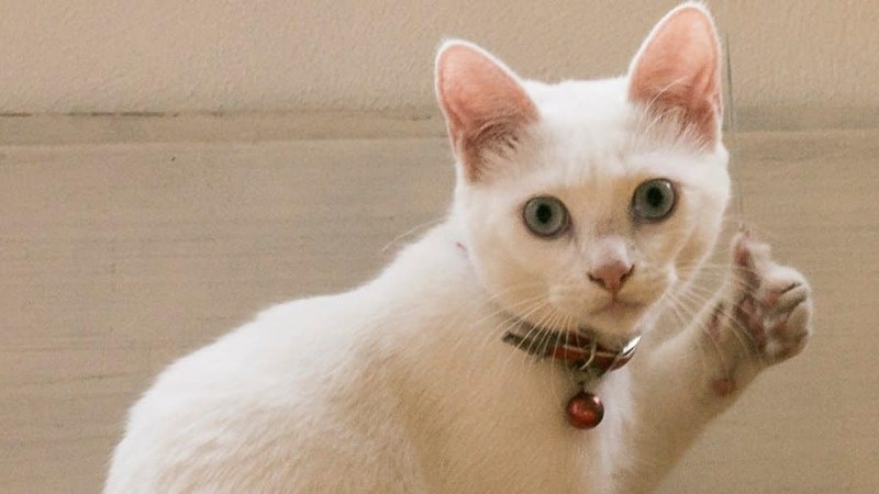 Mèo cuộn mình trong một chiếc chậu cây hoặc vật dụng bất thường