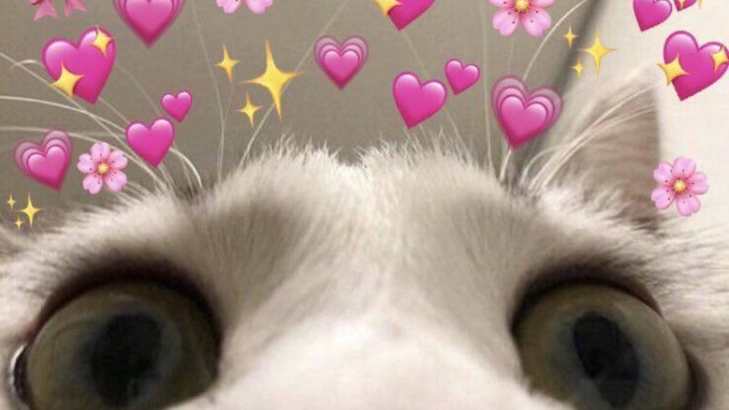 Mèo cute làm meme với chiếc lưỡi nhỏ