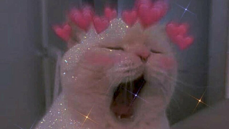 Mèo cute meme đang trốn trong hộp