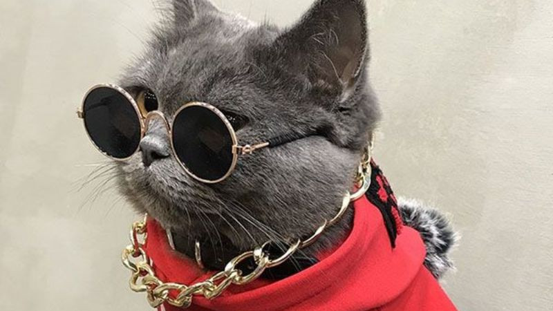 Mèo đáng yêu đeo kính to