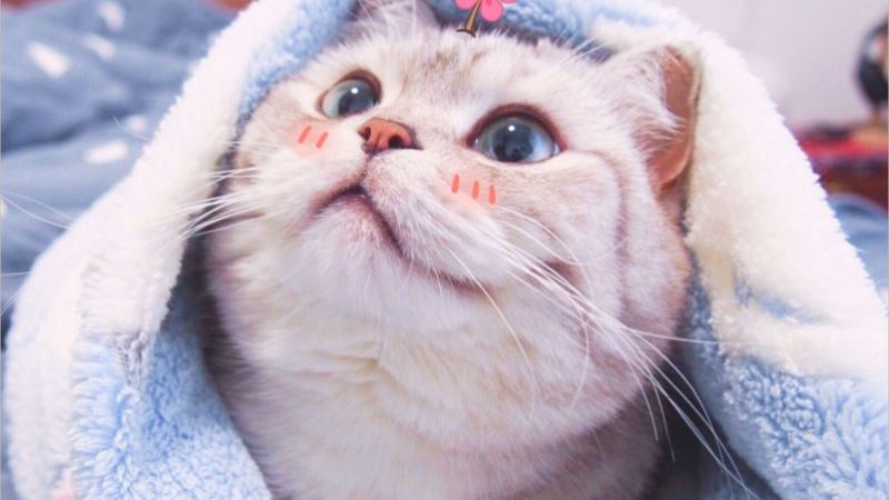 Mèo đáng yêu với ánh mắt long lanh