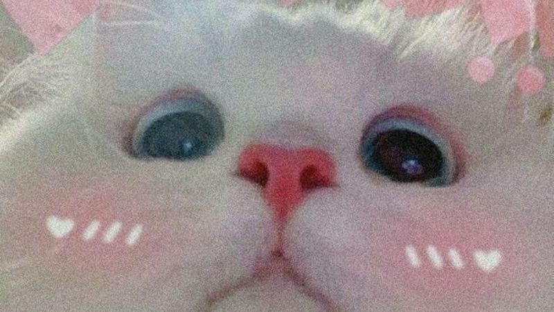 Mèo đáng yêu với biểu cảm ngạc nhiên tột độ