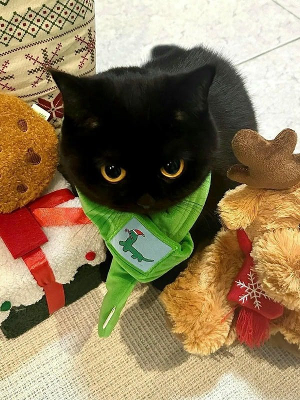 Mèo đen chơi đùa với đồ vật