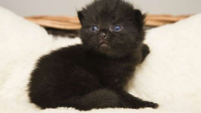 Mèo đen cute với đôi mắt màu hổ phách