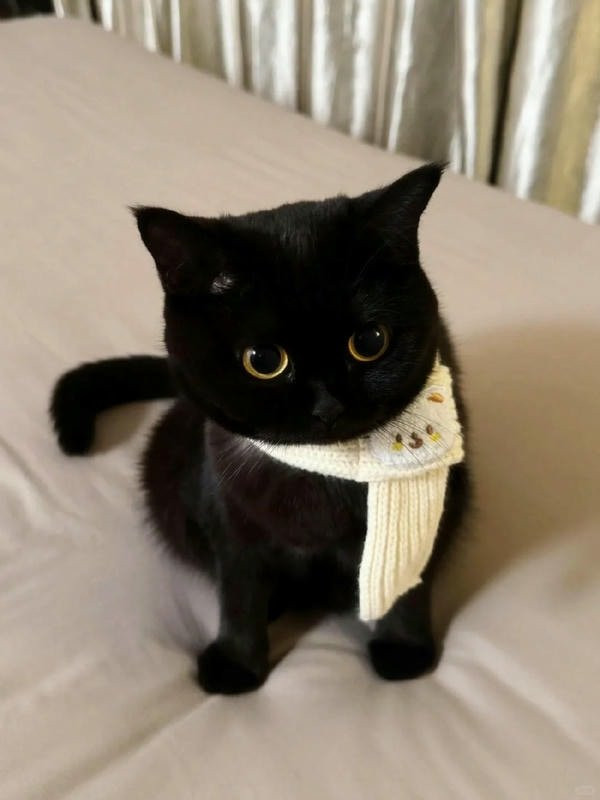 Mèo đen đang đi dạo ngoài trời