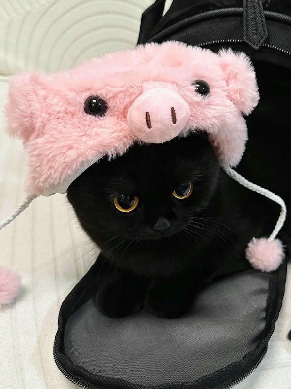 Mèo đen đang liếm láp bộ lông