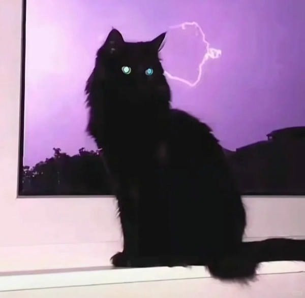 Mèo đen đang ngủ cuộn tròn