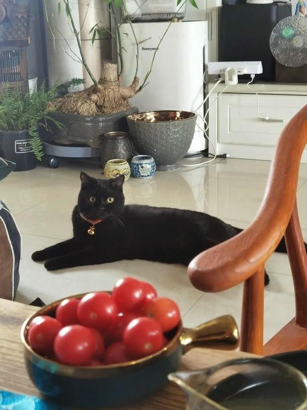 Mèo đen đang nhìn chằm chằm với ánh mắt sáng