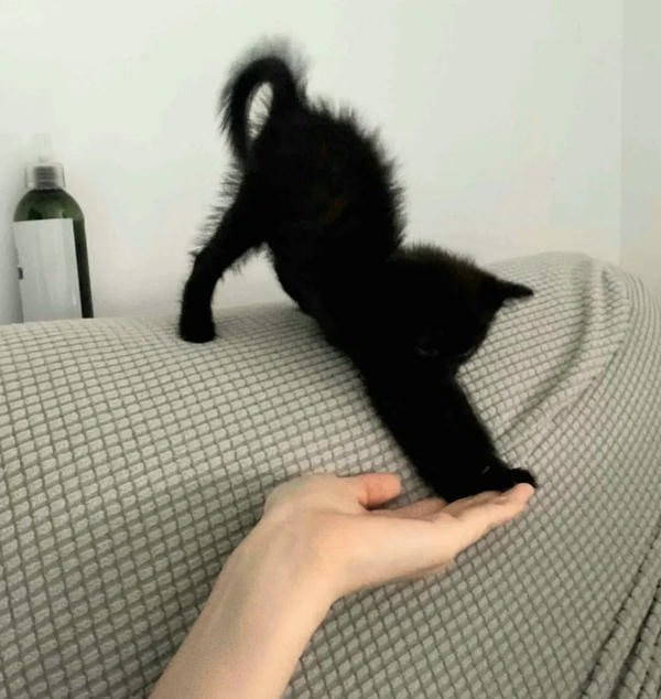 Mèo đen đang rình mồi