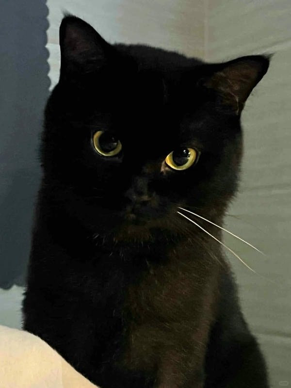 Mèo đen đang thư giãn trên sàn gỗ