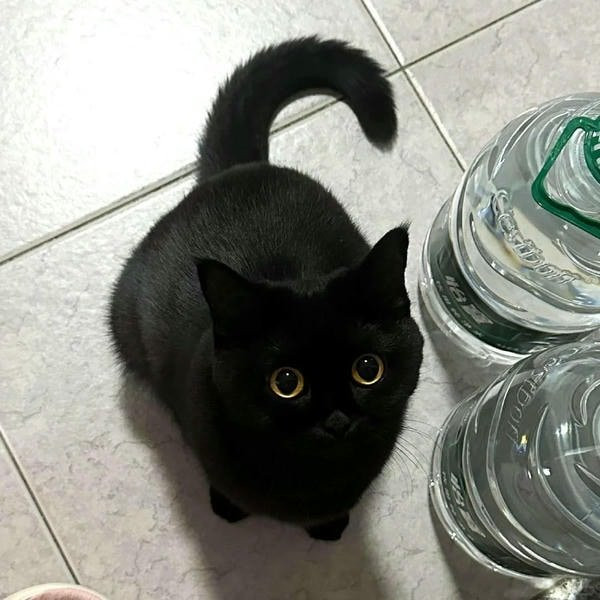 Mèo đen ngồi cạnh cửa sổ ngắm cảnh