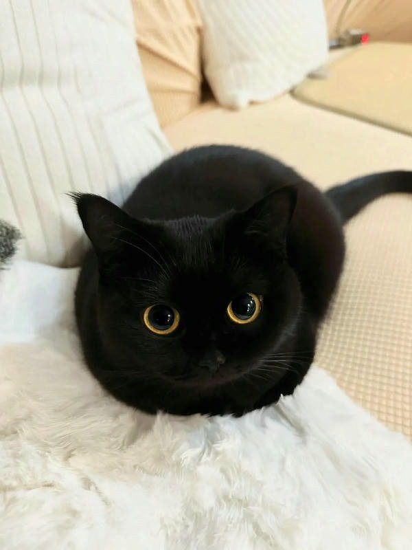 Mèo đen ngồi trên cành cây