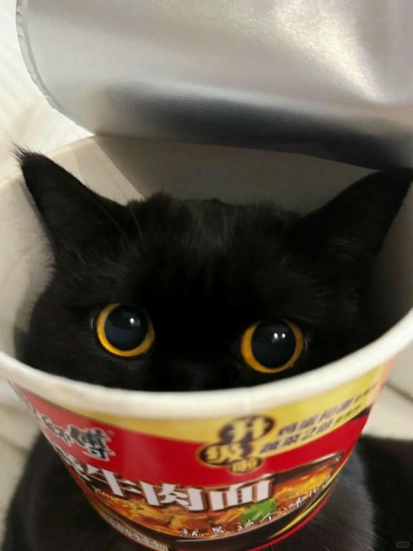 Mèo đen ngồi trên hàng rào