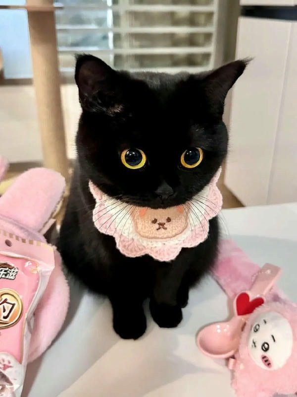 Mèo đen nhìn từ trên cao