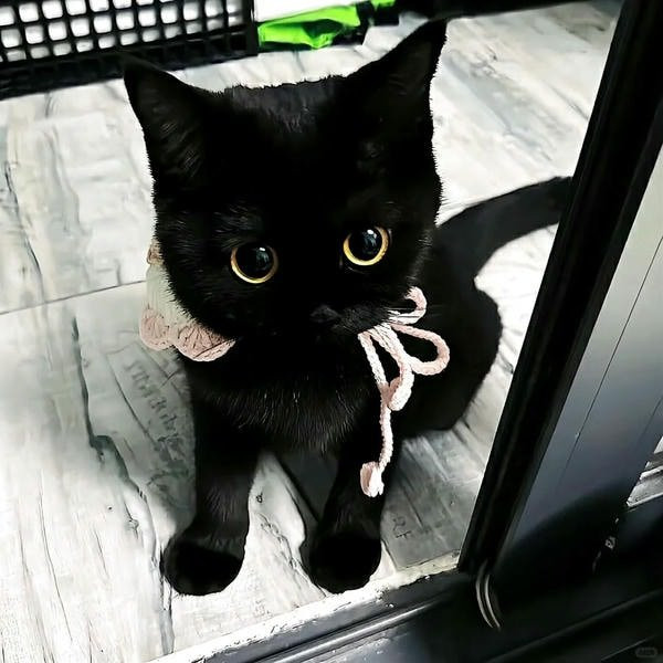 Mèo đen với đôi mắt nhìn nghiêng