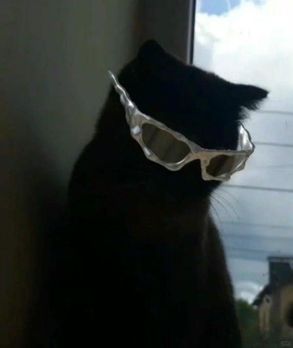 Mèo đen với thần thái oai vệ, dáng ngồi điềm tĩnh