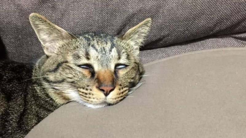 Mèo há miệng rộng như đang ngáp hoặc la hét