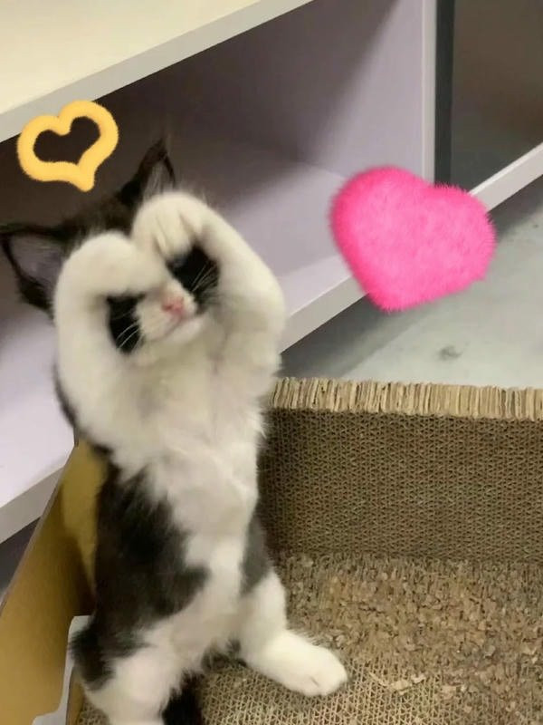 Mèo hoạt hình màu vàng ôm trái tim đỏ rất cute