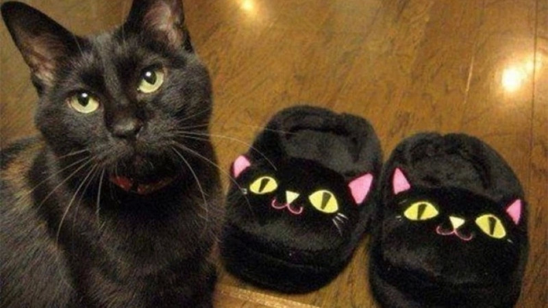 Mèo kẹt đầu vào khe hẹp đầy vẻ ngơ ngác