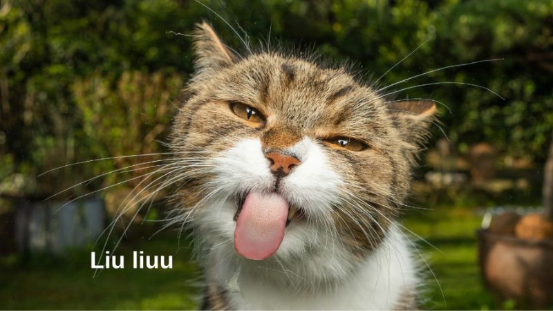 Mèo lè lưỡi hài hước