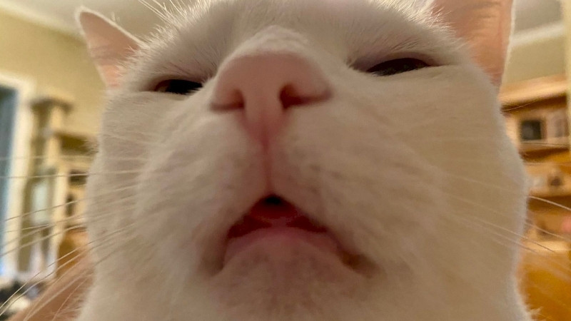 Mèo mặt nhăn nhó như đang suy tư hoặc khó chịu