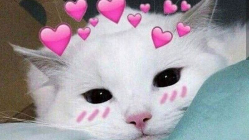 Mèo meme giận dỗi ngộ nghĩnh