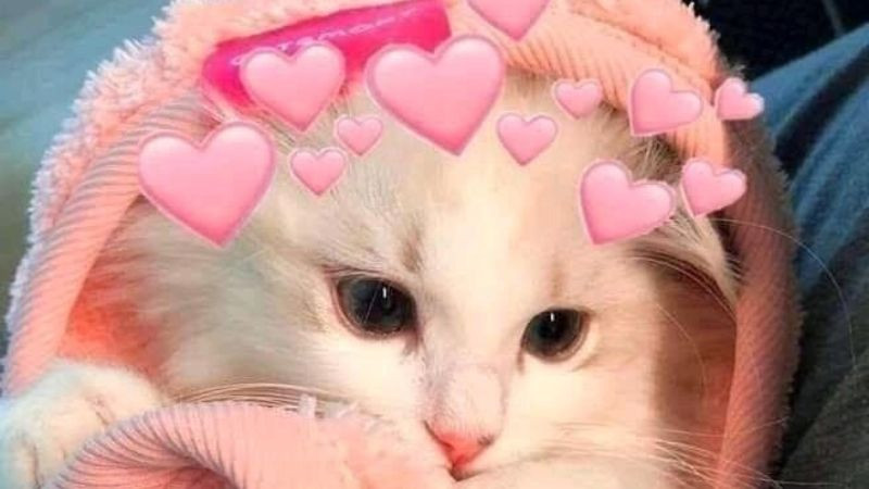 Mèo meme với ánh mắt ngạc nhiên