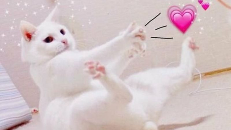 Mèo meme với cái miệng nhỏ xinh