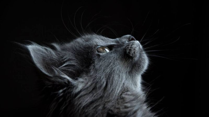 Mèo mun đáng yêu đang ngáp