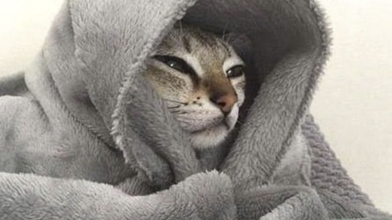 Mèo nằm dài trên đồ vật như bàn phím hoặc sách