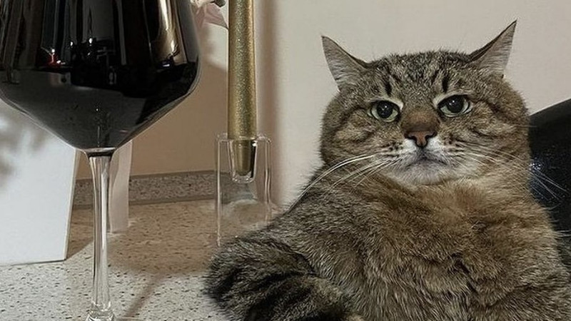 Mèo nằm ngửa, bốn chân giơ lên không trung đầy hài hước