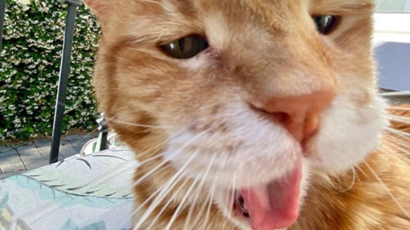 Mèo nằm ngửa, há miệng và mắt lim dim trông rất lười