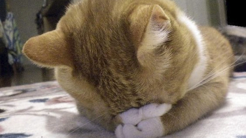Mèo nằm thư giãn với vẻ mặt hài lòng và lười biếng