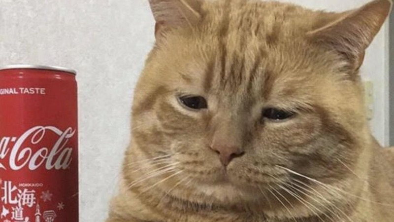 Mèo nằm trong tư thế kỳ quặc trên sàn nhà