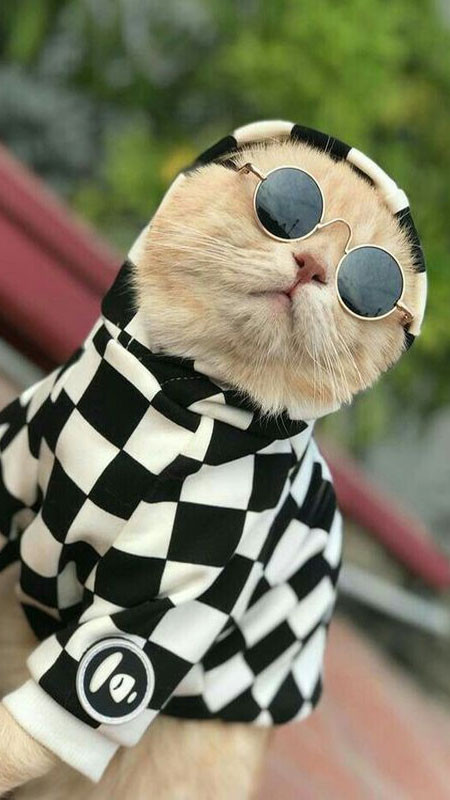 Mèo ngầu đeo kính râm lớn, trông rất sành điệu