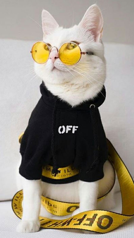 Mèo ngầu đeo kính trái tim, thể hiện sự đáng yêu khác biệt