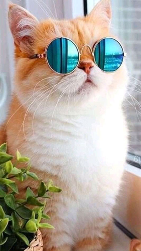Mèo ngầu đeo kính và mũ, trông rất ra dáng một nghệ sĩ