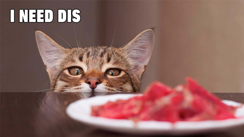 Mèo ngầu meme với biểu cảm &quot;biết tuốt&quot;