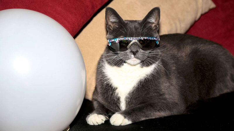 Mèo ngầu meme với chiếc miệng há hốc đầy biểu cảm